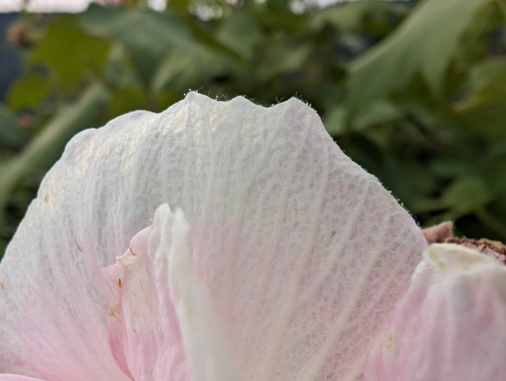 Pixel 8 Proの写真作例