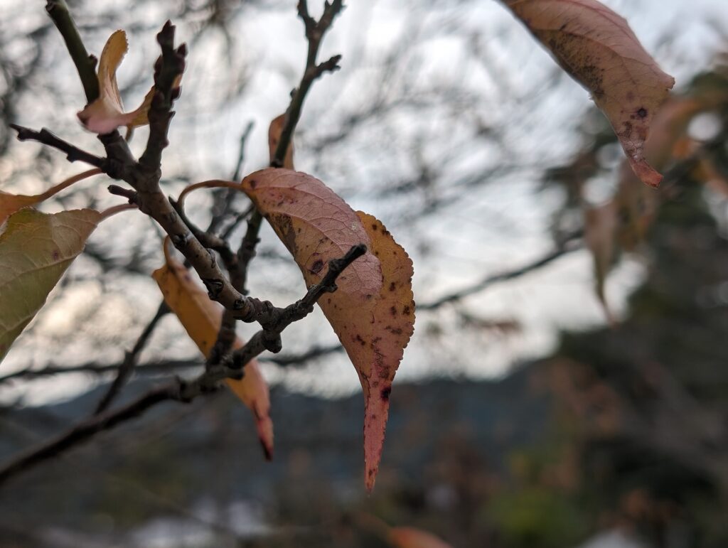 Pixel 8 Proの写真作例