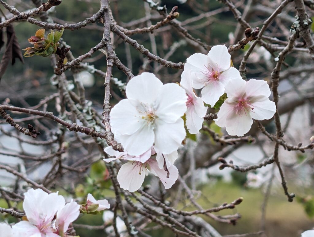 Pixel 8 Proの写真作例