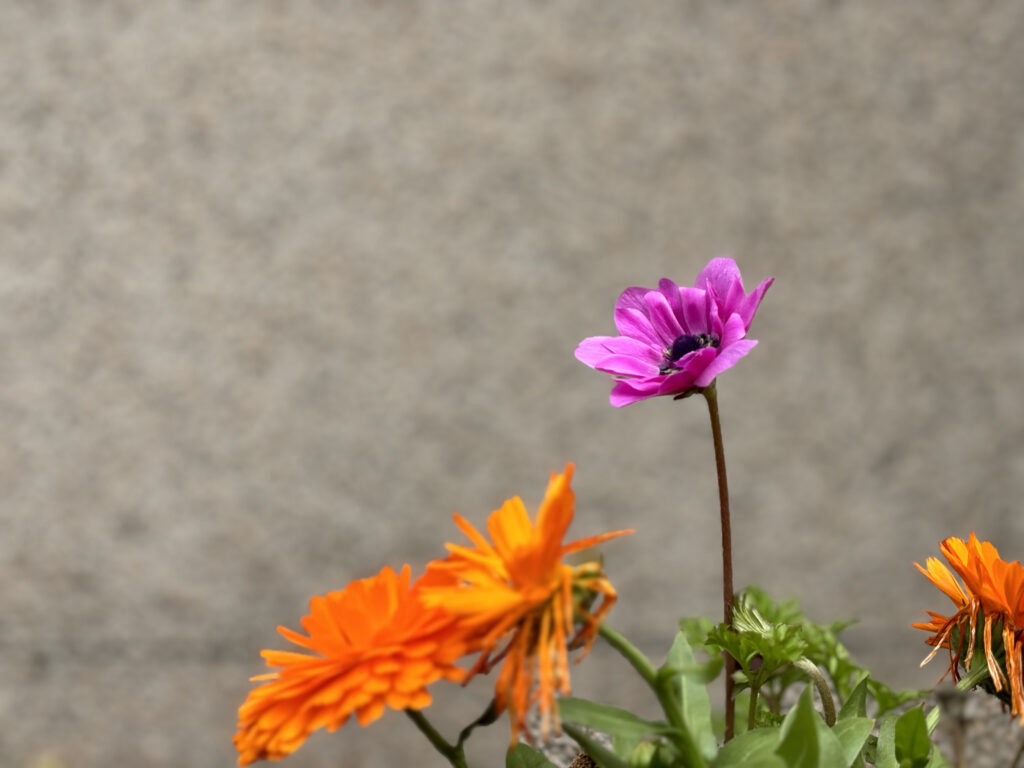 iPhone 15 Plusのカメラ作例