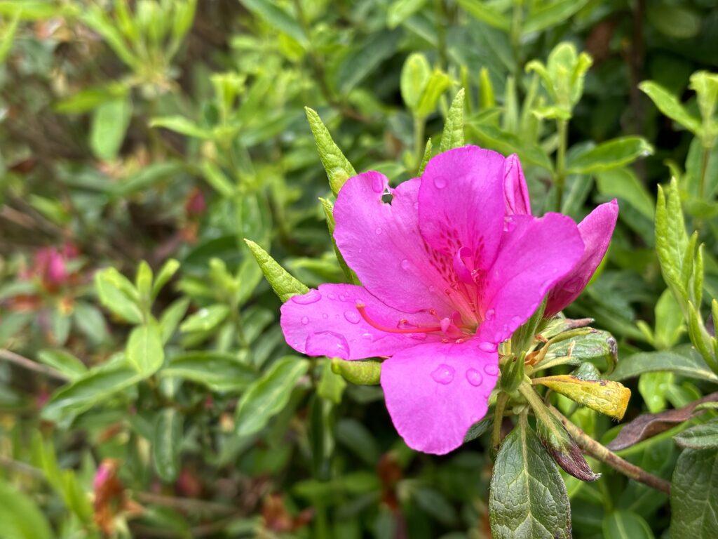 iPhone 15 Plusのカメラ作例